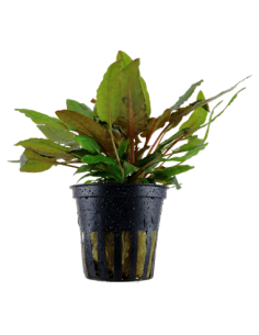 Cryptocoryne wendtii Tropica