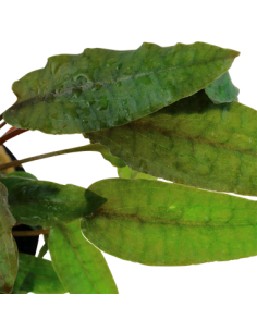 Cryptocoryne wendtii Tropica 2