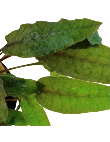 Cryptocoryne wendtii Tropica