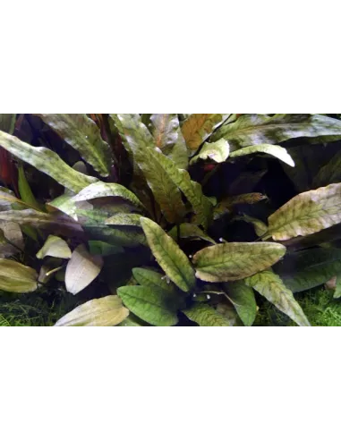 Cryptocoryne wendtii Tropica