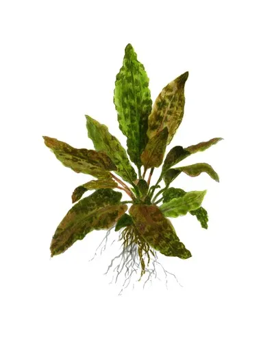 Cryptocoryne wendtii Tropica
