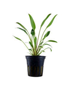 Cryptocoryne x willisii