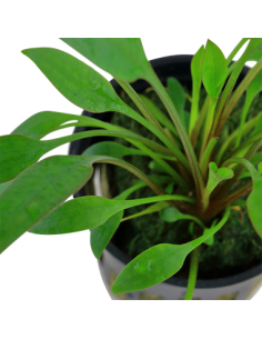 Cryptocoryne x willisii 2