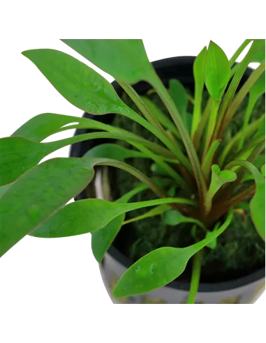 Cryptocoryne x willisii