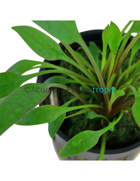 Cryptocoryne x willisii
