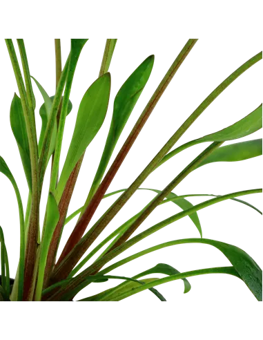 Cryptocoryne x willisii