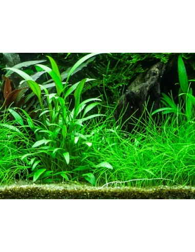Cryptocoryne x willisii