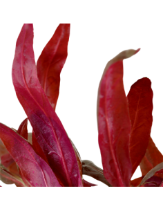 Alternanthera reineckii 'Pink' 2