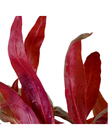 Alternanthera reineckii 'Pink'