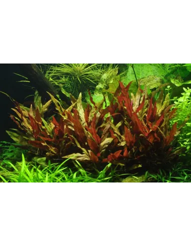 Alternanthera reineckii 'Pink'