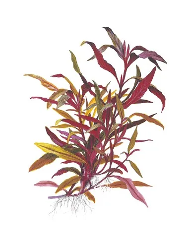 Alternanthera reineckii 'Pink'