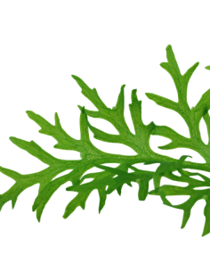 Ceratopteris thalictroides 2