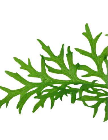 Ceratopteris thalictroides