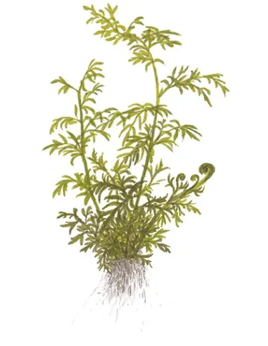 Ceratopteris thalictroides