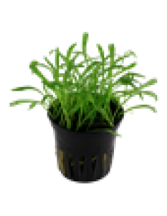 Lilaeopsis brasiliensis 2