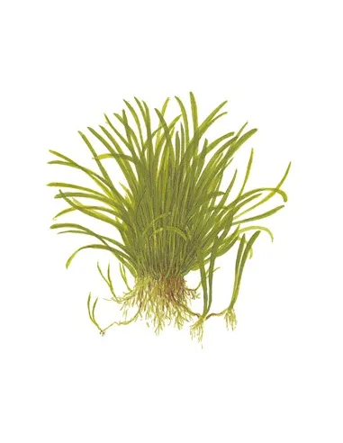 Lilaeopsis brasiliensis