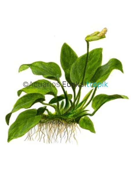 Anubias barteri var nana