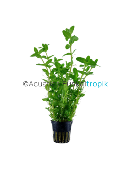 Bacopa caroliniana