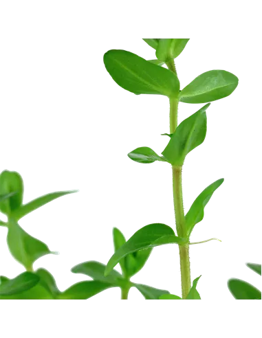 Bacopa caroliniana