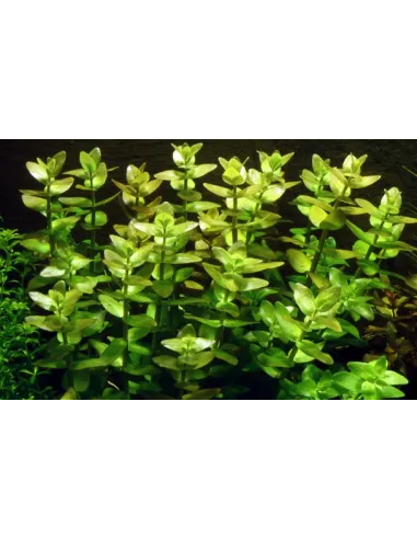 Bacopa caroliniana