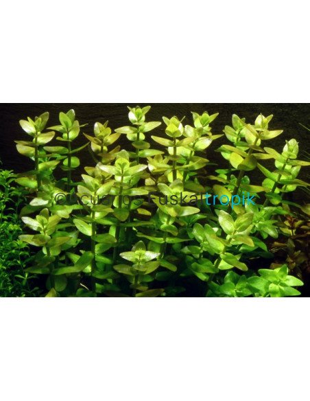 Bacopa caroliniana