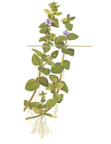 Bacopa caroliniana