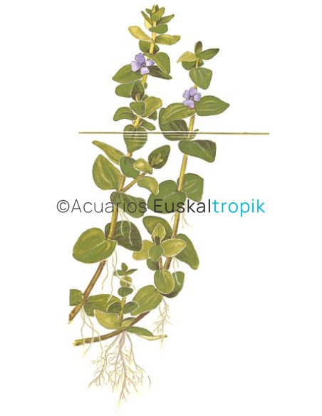 Bacopa caroliniana