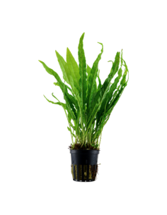 Microsorum pteropus