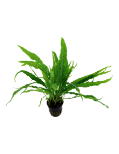 Microsorum pteropus 2