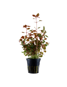 Ludwigia palustris "Super red"