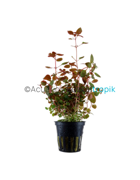 Ludwigia palustris "Super red"