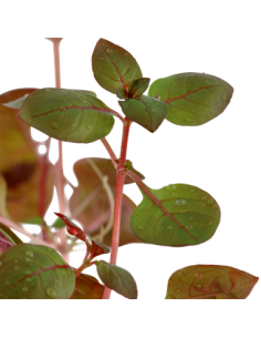 Ludwigia palustris "Super red" 2
