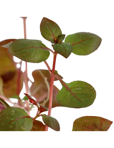 Ludwigia palustris "Super red"