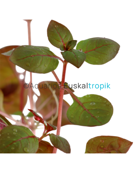 Ludwigia palustris "Super red"
