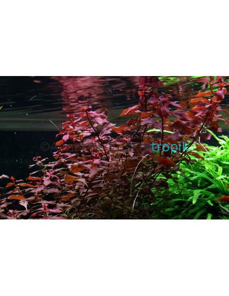 Ludwigia palustris "Super red"