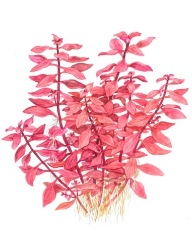 Ludwigia palustris "Super red"