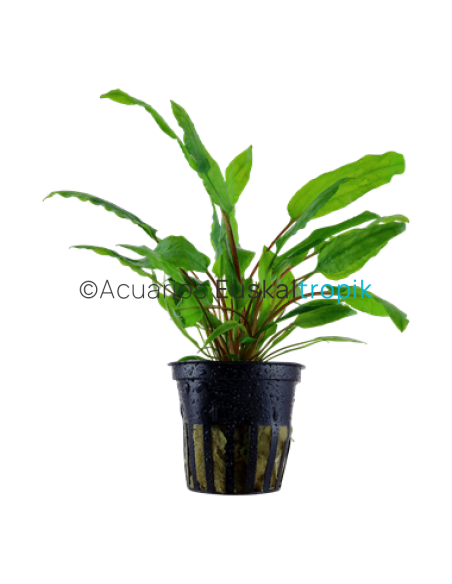 Cryptocoryne wendtii green
