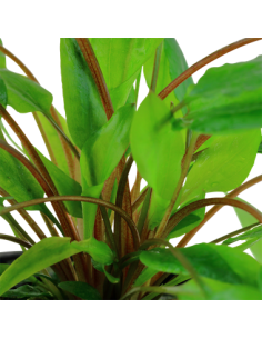 Cryptocoryne wendtii green 2