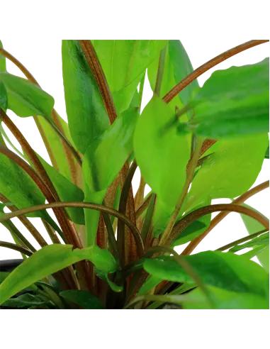 Cryptocoryne wendtii green