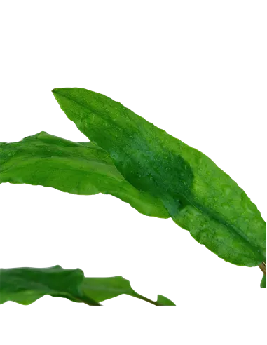 Cryptocoryne wendtii green