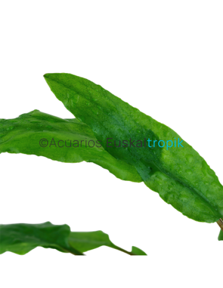 Cryptocoryne wendtii green