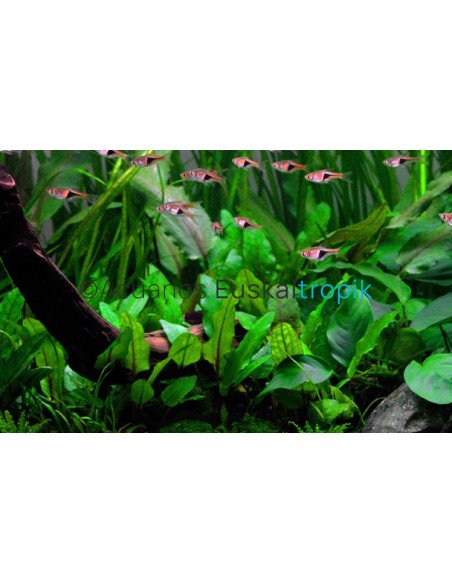 Cryptocoryne wendtii green