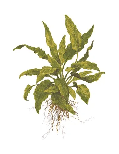 Cryptocoryne wendtii green