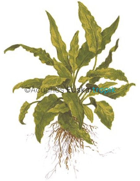 Cryptocoryne wendtii green