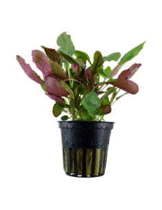 Lobelia cardinalis