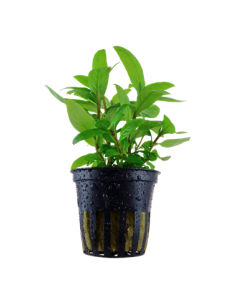 Staurogyne repens