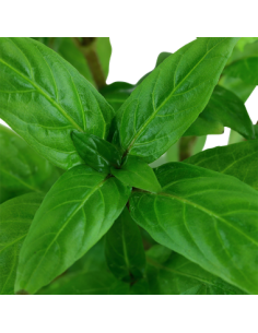 Staurogyne repens 2