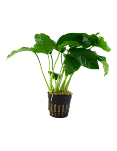 Anubias barteri var barteri