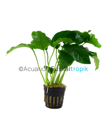 Anubias barteri var barteri