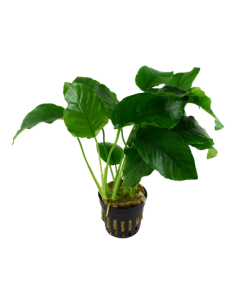 Anubias barteri var barteri 2